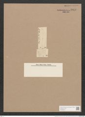 Pleurosigma latum Cleve (de-Toni-Nr.: Genus 13, Species 1008) Zeichnungen Sammlung Grunow Nr. 2053 (NHMW-BOT-W0368910)